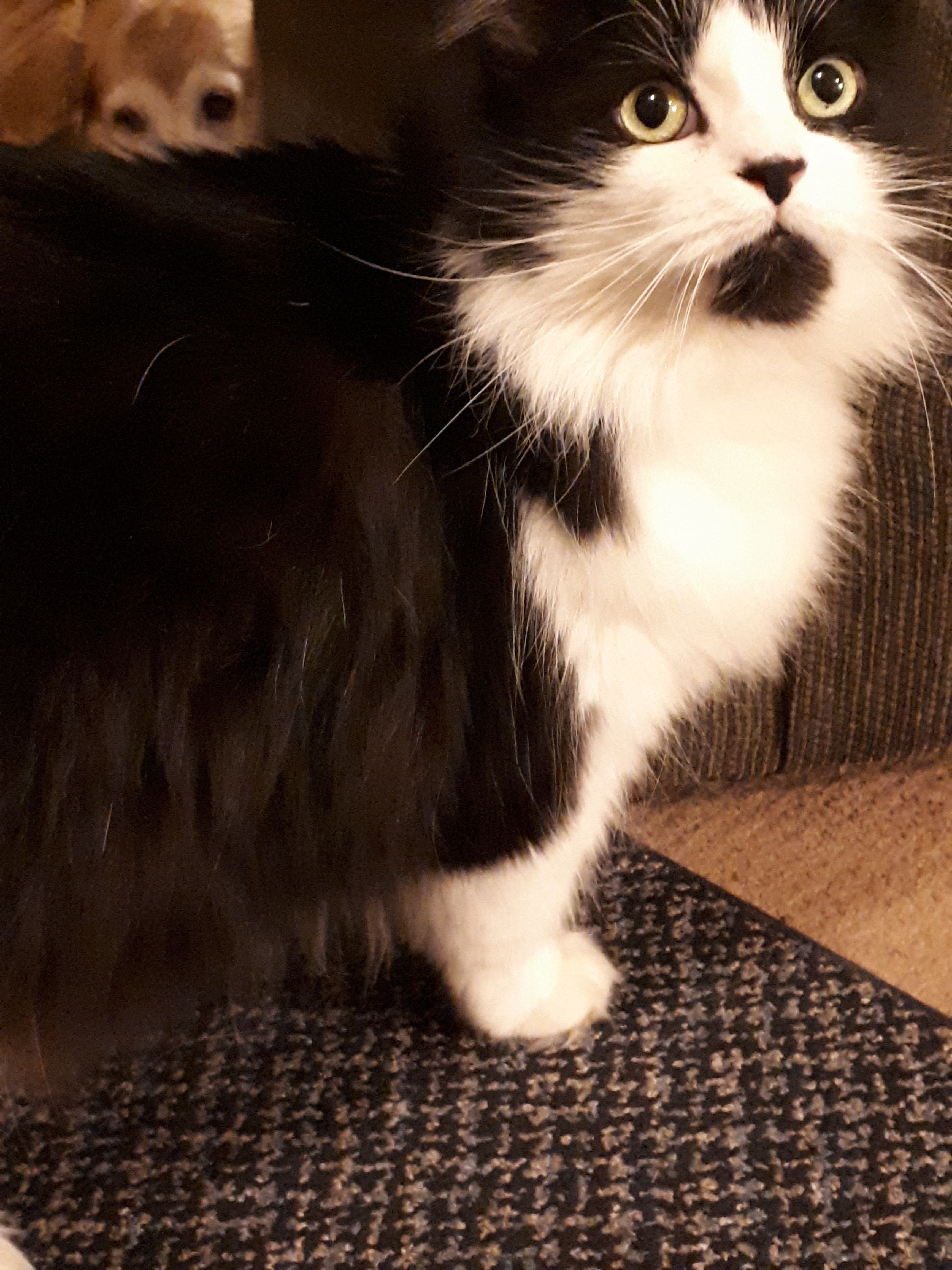 Thomas the Cat